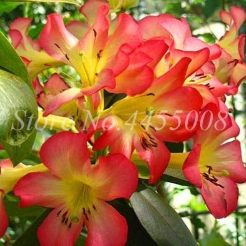 100pcs / Bag Rare Azalea Rhododendron Plants Biji Potted Like Geranium Lilies De Flores Raras Plant Bonsai Home Garden Decor