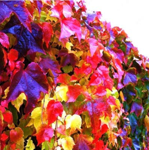 1000pcs Boston Ivy Plants Rare and Original Japanese Creeper Plants Anti-Radiation DIY Plant Bonsai for Home Garden