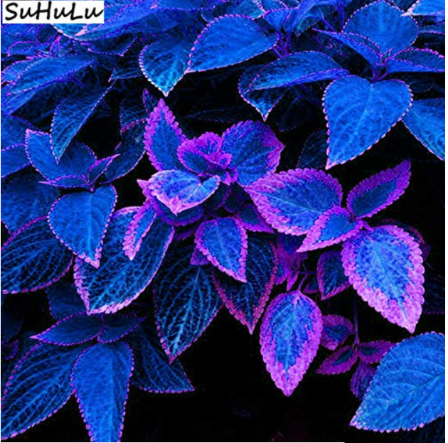 US$ 1.45 - 100 pcs Japanese Bonsai Blue Coleus Plant Foliage Plants Perfect  Color Dragon Beautiful Flower Plant DIY Home Garden Decor - www.deargogo.com