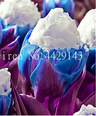 200 Pcs Rare Exotic Tulip Bonsai Aroma Tulip Ice Cream Plants So Rare Not Tulip Bulbs, Hydroponic Bonsai Garden Flower plantas