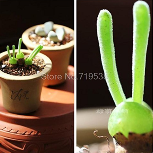 Fleshy bonsais Pitt Aura Bunnies Monilaria moniliformis