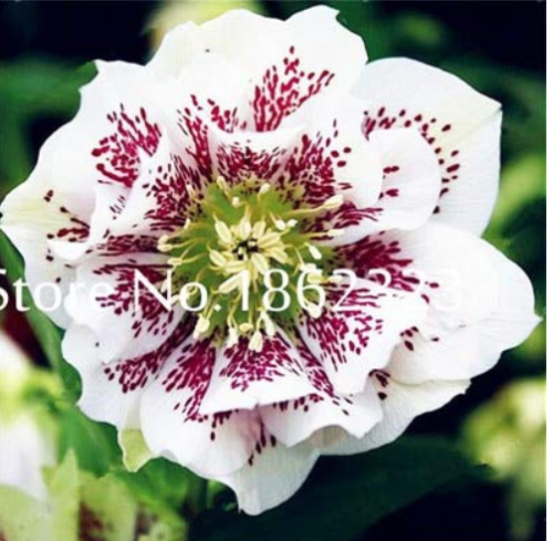 100 pcs/Bag Unique Mixed Colors Japanese Bonsai Potted,Helleborus Flower Plants,Easy to Grow,Plant for Decorate Garden