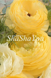 100 Pcs Rare Ranunculus Asiaticus Seed DIY Plants Easy to Grow Flower Garden Plants Home Garden Symbolizes Love