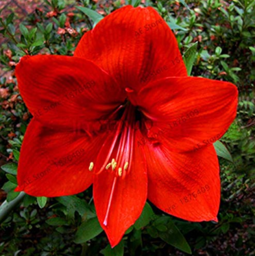 Amaryllis Chinese Bonsai Amarilis Planting 100 Pcs/Pack,Bonsai Plant for Home Courtyard,Beautiful Colors