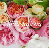 100 Pcs Rare Ranunculus Asiaticus Seed DIY Plants Easy to Grow Flower Garden Plants Home Garden Symbolizes Love
