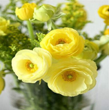 100 Pcs Rare Ranunculus Asiaticus Seed DIY Plants Easy to Grow Flower Garden Plants Home Garden Symbolizes Love