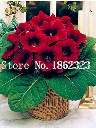 100 pcs/Bag Gloxinia Plant, Seed sinningia Gloxinia Bonsai, Charming Gloxinia Flower, Perennial Plants for Home Garden Pot