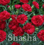 200 Pcs Mini Carnations Bonsai Balcony Potted Plants Dianthus Caryophyllus Mother Flower for Home Garden Ornamental Plants