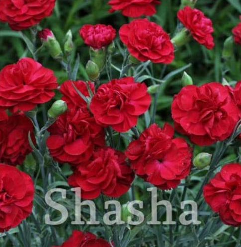 200 Pcs Mini Carnations Bonsai Balcony Potted Plants Dianthus Caryophyllus Mother Flower for Home Garden Ornamental Plants