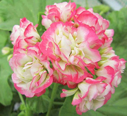 Rare Geranium Bonsai Apple Blossom Rosebud Pelargonium Hortorum Perennial Flower Hardy Plant Bonsai Potted Plant 20 Pcs - (Color: 2)