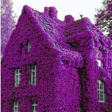 100Pcs Perfume Rainbow Climbing Plants Coulourful Rock Cress Flower Seeds - Gardening Seeds - (Purple) - 1 x 100Pcs Climbing Plants