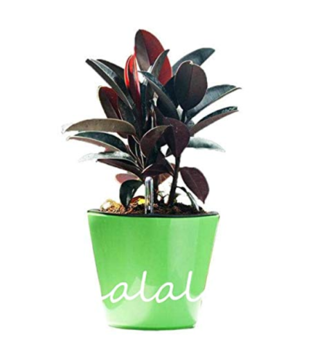 50 / Pack Rare Bonsai Ficus Elastica Decora Indian Rubber Tree Purify Air&Anti Radiation Easy Grow Light Up Your Home