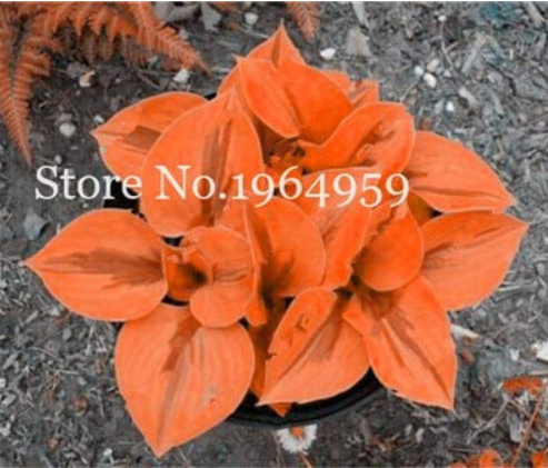 100 Pcs/Bag Beautiful Hosta Bonsai Plants, Perennials Lily Flower Shade Hosta Flower Grass Bonsai Ornamental Plant Home & Garden