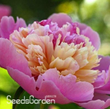 Chinese Rare and Precious Species of Blue Peony Flower Bonsai 10 Pcs/lot