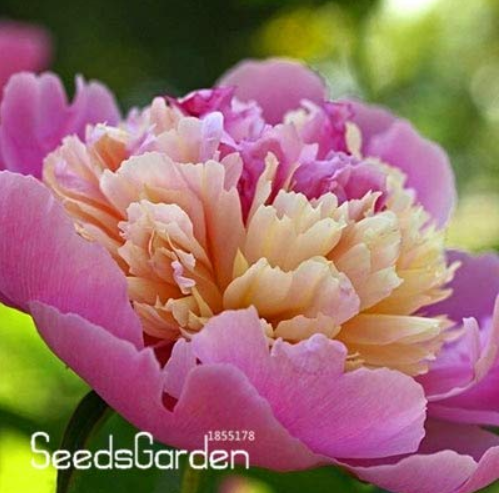 Chinese Rare and Precious Species of Blue Peony Flower Bonsai 10 Pcs/lot