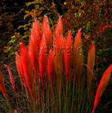 Pampas Grass Bonsai Colorfull Home Garden Plants are Very Beautiful Flowers Plantas Decorative 400PCS