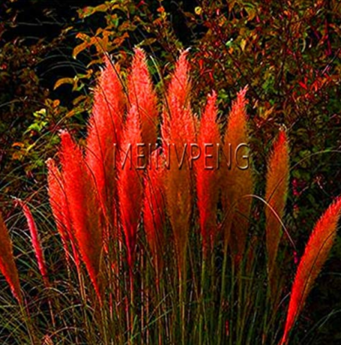 Pampas Grass Bonsai Colorfull Home Garden Plants are Very Beautiful Flowers Plantas Decorative 400PCS