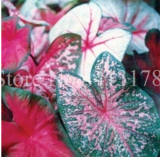 100pcs Hot Sale Thailand Caladium Bicolor Seed Balcony Rare Burnt Rose Elephant Ear Flower Perennial Herbs Plant Home & Garden