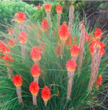Garden 20pcs/lot Kniphofia Flower red hot pokers-Plants Flower Home Garden