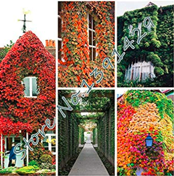 New Arrival! 100 pcs/Bag 5 Colors Green Boston Ivy Seeds Ivy Grass Seed for DIY Home & Garden Outdoor Plants Tree Seeds - Arcis New