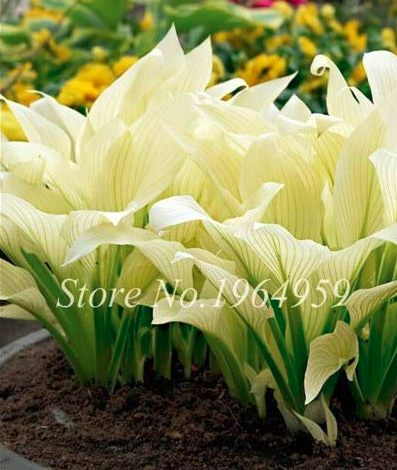 100 Pcs Bonsai Hosta Mixed Bonsai Jardin Perennials Lily Flower Pot White Lace DIY Home Garden Ground Cover Plant Grass: 11