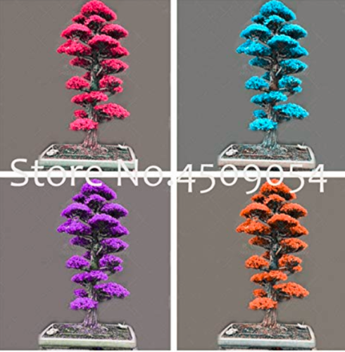 50 pcs Bonsai Tree Cedar Flores Siberian Carpet Cypress plantas Arborvitae Plante Bonsai Plant DIY Home Garden Decor