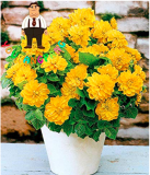 100pcs Dahlia Flower Dahlia Bonsai Charming Flower Plants High Germination Home Garden Potted Plantas - (Color: 2)