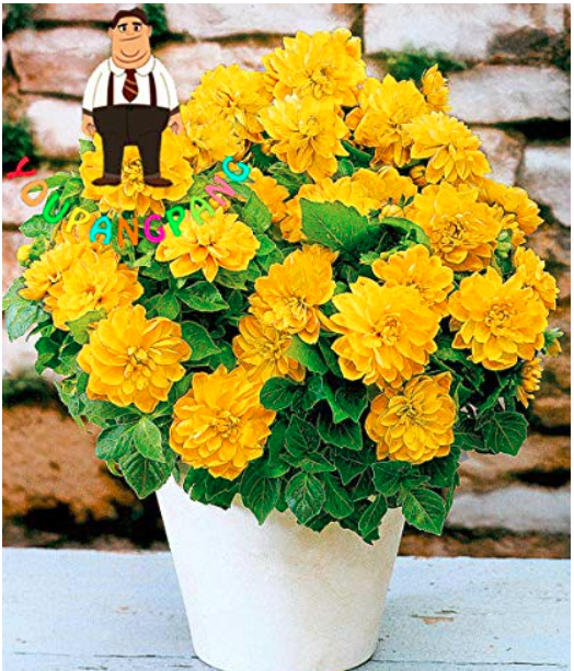 100pcs Dahlia Flower Dahlia Bonsai Charming Flower Plants High Germination Home Garden Potted Plantas - (Color: 2)
