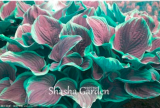 200 pcs Hosta Fragrant Plantain Lily Bonsai Perennial Flower for Home Garden Ground Cover Precious hosta Pot Plants