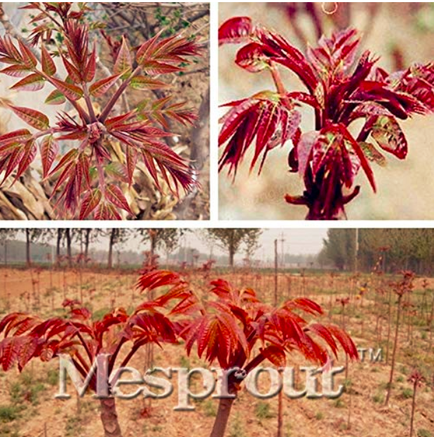 Organic Toona Sinensis Bonsai 100pcs, Chinese Toon Shoots Tree Vegetable, Novel Plant of Chinese Mahogany Cedar Xiangchun Bonsai