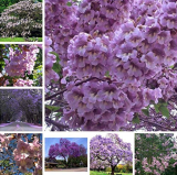 1000 pcs/Bag Bonsai Paulownia Outdoor Royal Empress Flore Tree Plants Home Garden Potted Plants for Flower Pot Planters