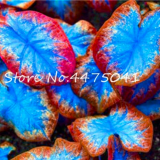 150 Pcs 24 Kinds Bonsai Fern, Rare Garden Creeper Vines Grass Mixed Foliage Flower Bonsai Exotic Plants for Flower Pots Plant