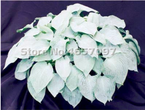 200 PCS Hosta Plants Perennials Plantain Flower Bonsai Rare Lily Flower White Lace Home Pot Garden Ground Cover Plant