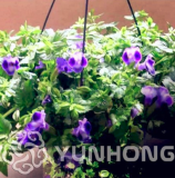 100 Pcs Torenia Fournieri Bonsai Amazing Flower Bonsai DIY Potted Plants Indoor/Outdoor Pot Bonsai Germination Rate of 95%