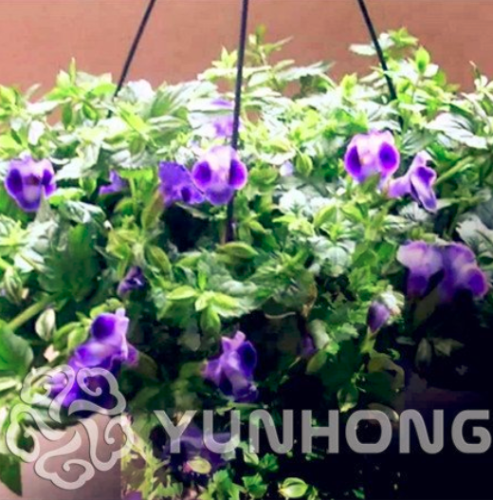 100 Pcs Torenia Fournieri Bonsai Amazing Flower Bonsai DIY Potted Plants Indoor/Outdoor Pot Bonsai Germination Rate of 95%
