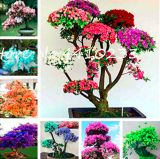 Bonsai Rhododendron Flower Easy to Grow Azalea Bonsai Family & Garden Flower Rare Plant DIY Indoor Or Outdoor Dwarf Tree 100 Pcs