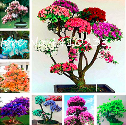 Bonsai Rhododendron Flower Easy to Grow Azalea Bonsai Family & Garden Flower Rare Plant DIY Indoor Or Outdoor Dwarf Tree 100 Pcs