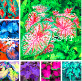 150 Pcs 24 Kinds Bonsai Fern, Rare Garden Creeper Vines Grass Mixed Foliage Flower Bonsai Exotic Plants for Flower Pots Plant
