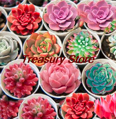 200 pcs/Bag Exotic Mini Succulent Cactus Rare Succulent Perennial Herb Plants Seed Pot Flower Indoor for Garden Flore Pot