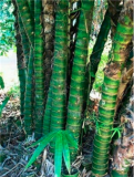 20 PCS Perennial Bamboo Plant Fresh Giant Mixed Moso Bambu Plant Bambusa Tree Ornamental Planta for Home Garden Flower Pot Plant