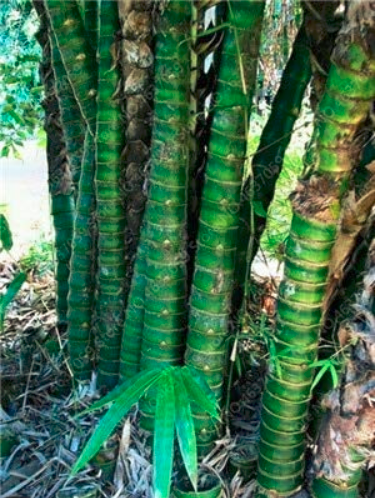 20 PCS Perennial Bamboo Plant Fresh Giant Mixed Moso Bambu Plant Bambusa Tree Ornamental Planta for Home Garden Flower Pot Plant