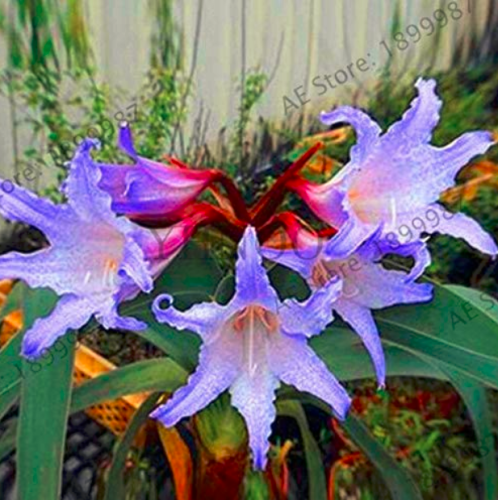 1pcs/Bag True Amaryllis floresling Bonsai Flower Plants,Hippeastrum Plantas for Home&Garden Barbados Lily Flower po - (Color: 19)