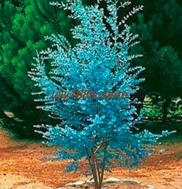 30 pcs Impressive Eucalyptus Seed gunnii Cider Gum Eucalyptus Bonsai, Gorgeous Color