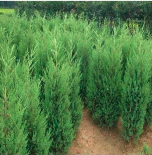 100Pcs Microbiota Decussata, Siberian Carpet Cypress, Arborvitae Flower Bonsai Plant DIY Home Garden