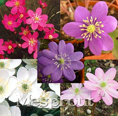 100pcs/bag Hepatica Nolilis Bonsai Flower Beautiful Watch Bonsai Plants for Outdoor Garden Flores Bonsai