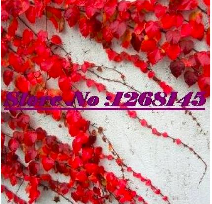 50pcs Ivy,Parthenocissus quinquefolia,Virginia Creeper Bonsai Potted - DIY Home Garden