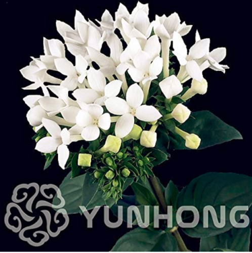 50PCS French Bouvardia Longiflora Flower Shrub Bush Plant Amazing Garden Pots Planters Bonsai Plant Tree Flowers - (Color: Mix)