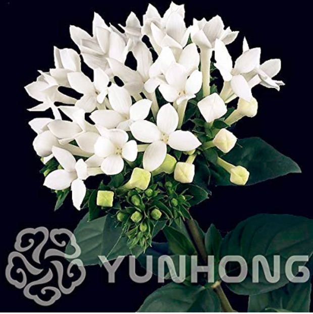 50PCS French Bouvardia Longiflora Flower Shrub Bush Plant Amazing Garden Pots Planters Bonsai Plant Tree Flowers - (Color: Mix)