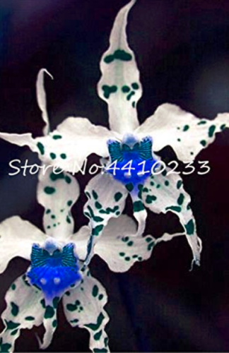 100 Pcs Unique Black Cymbidium Faberi Flower Bonsai Flowering Monkey Face Orchid Bonsai Perennial Plants Orchid Flower Bonsai