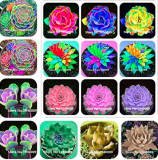100 Pcs Rainbow Succulent Bonsai Seedling Perennial Office Mini Bonsai Plant Succulent Planting Home Balcony Garden